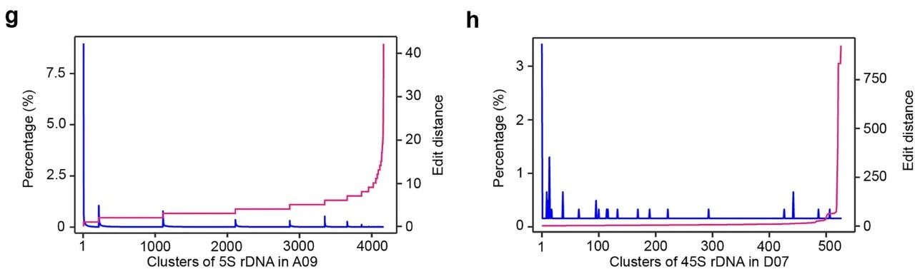 圖1 5S rDNA和45S rDNA分析