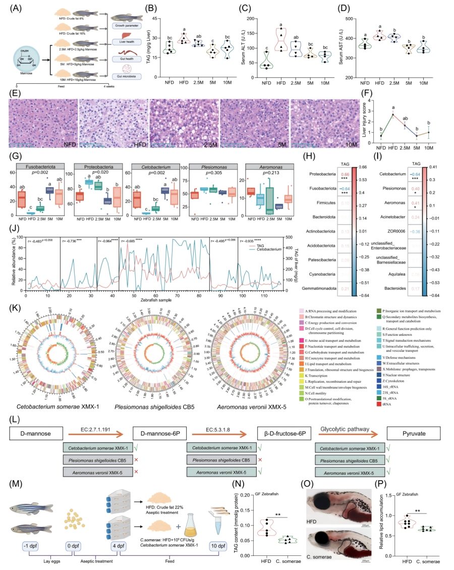 圖1-甘露糖補充不能直接緩解HFD誘導的肝臟脂肪變性，但會(huì )促進(jìn)C.somerae的生長(cháng)