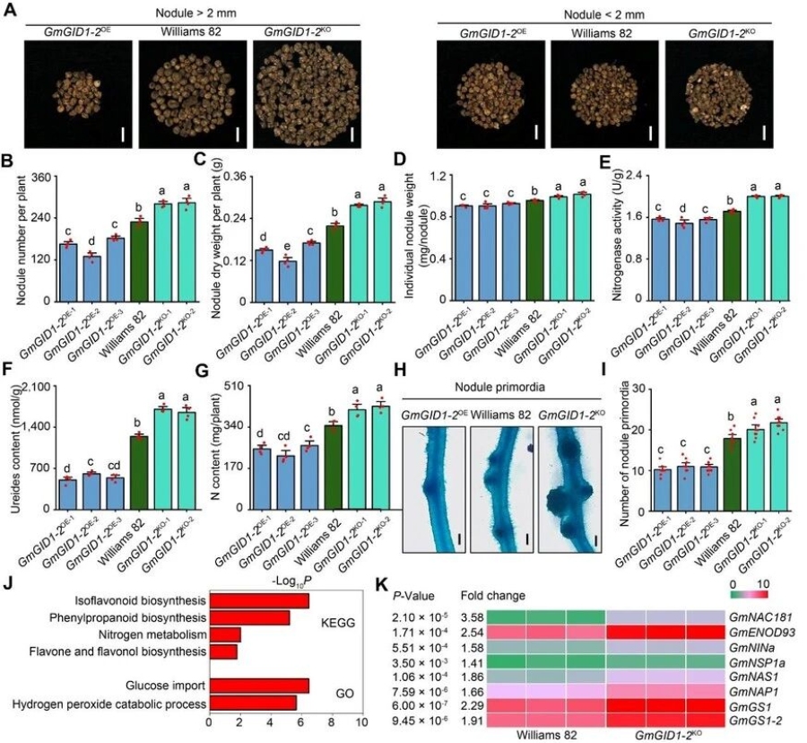 圖2 敲除GmGID1-2增強大豆根瘤固氮