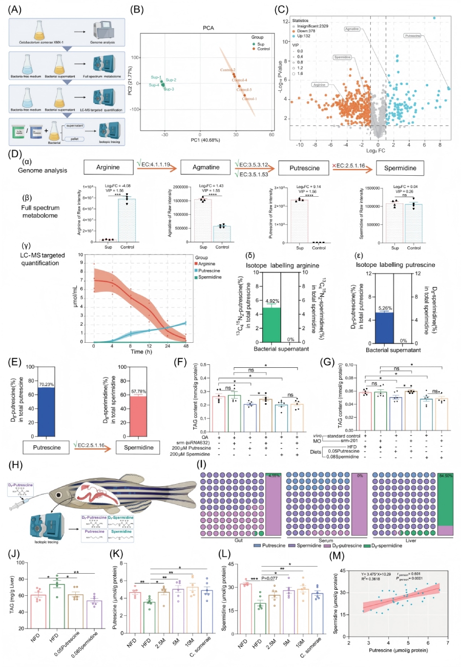 圖2-亞精胺是改善HFD誘導性肝脂肪變性的效應分子