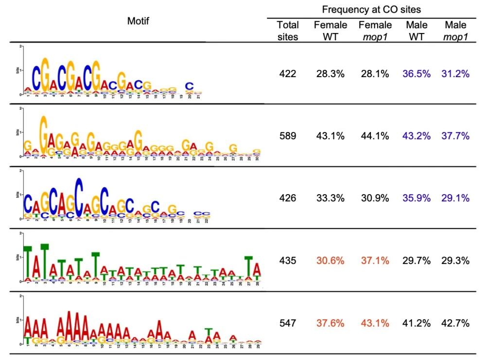 圖2?在雄性mop1突變體中，G/C相關(guān)基序的頻率降低，而在雌性mop1交叉互換（COs）中A/T相關(guān)基序的頻率增加。