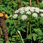 川芎水稻輪作內在機制解析最新研究進(jìn)展丨《Journal of Cleaner Production》成都中醫藥大學(xué)國錦琳教授團隊