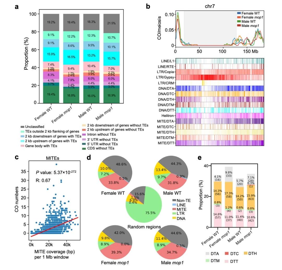 圖4 交叉變異（COs）與微RNA元件（MITEs）相關(guān)聯(lián)，在mop1突變體中觀(guān)察到更高的富集程度