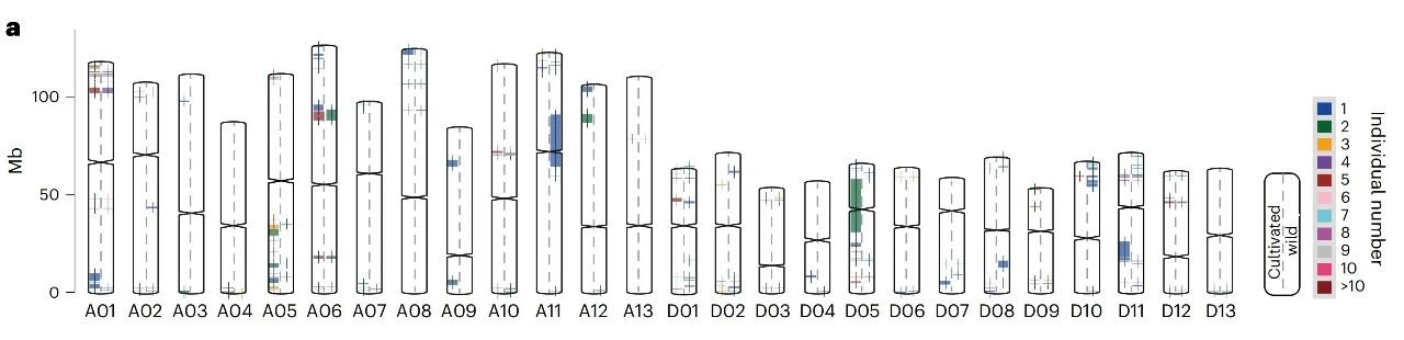 圖4 陸地棉半野生棉及栽培種中海島棉漸滲片段分析
