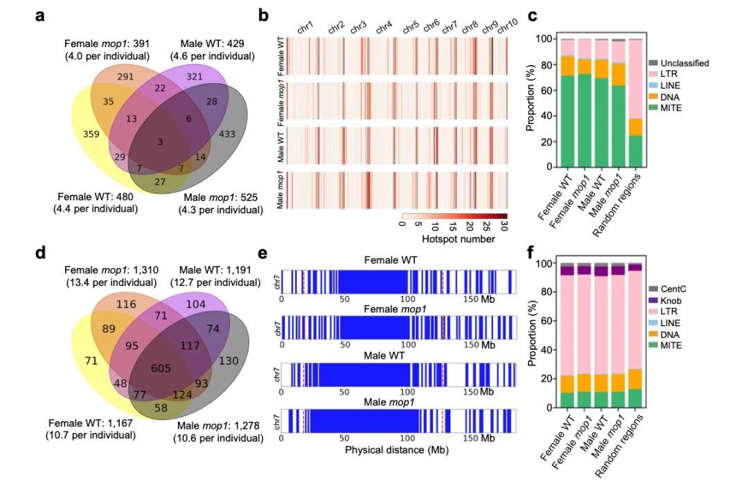 圖5 交叉位點(diǎn)（CO）在MITE序列附近富集，而冷點(diǎn)則與LTR逆轉座子相關(guān)聯(lián)