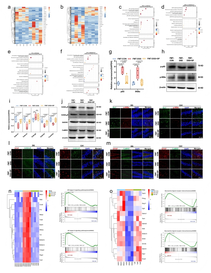 圖6 SP通過(guò)調節腸道微生物組影響海馬基因的表達