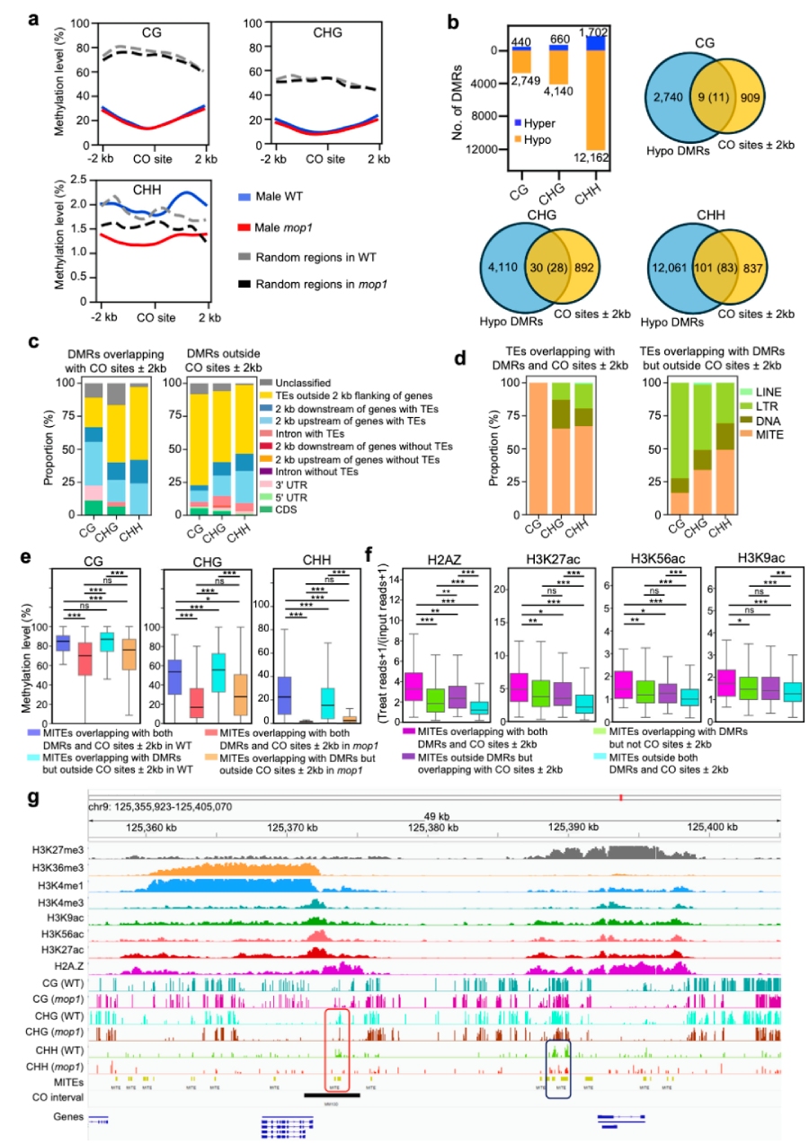圖6 mop1可能通過(guò)局部降低具有開(kāi)放染色質(zhì)標記的MITE序列上的DNA甲基化水平 引入新的交叉（CO）位點(diǎn)