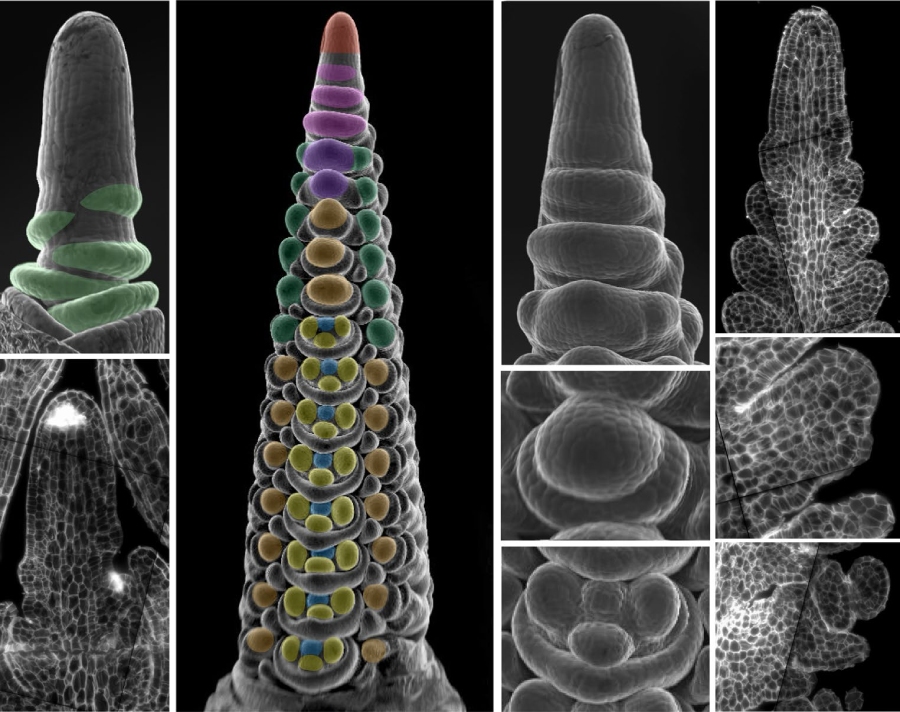 圖1. 大麥發(fā)育尖端的器官形成