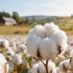 陸地棉進(jìn)化軌跡與重要性狀遺傳架構被破解！《Nature Genetics》