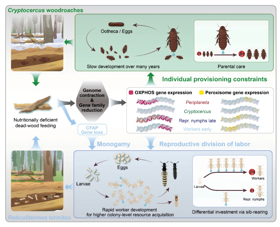 木食性蟑螂與白蟻以不同方式克服取食枯木所致的營(yíng)養缺陷限制