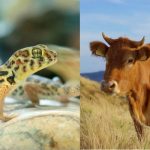 借助非靶向代謝組學(xué)技術(shù)解碼生物學(xué)過(guò)程，為疾病機制與生態(tài)適應研究提供新視角